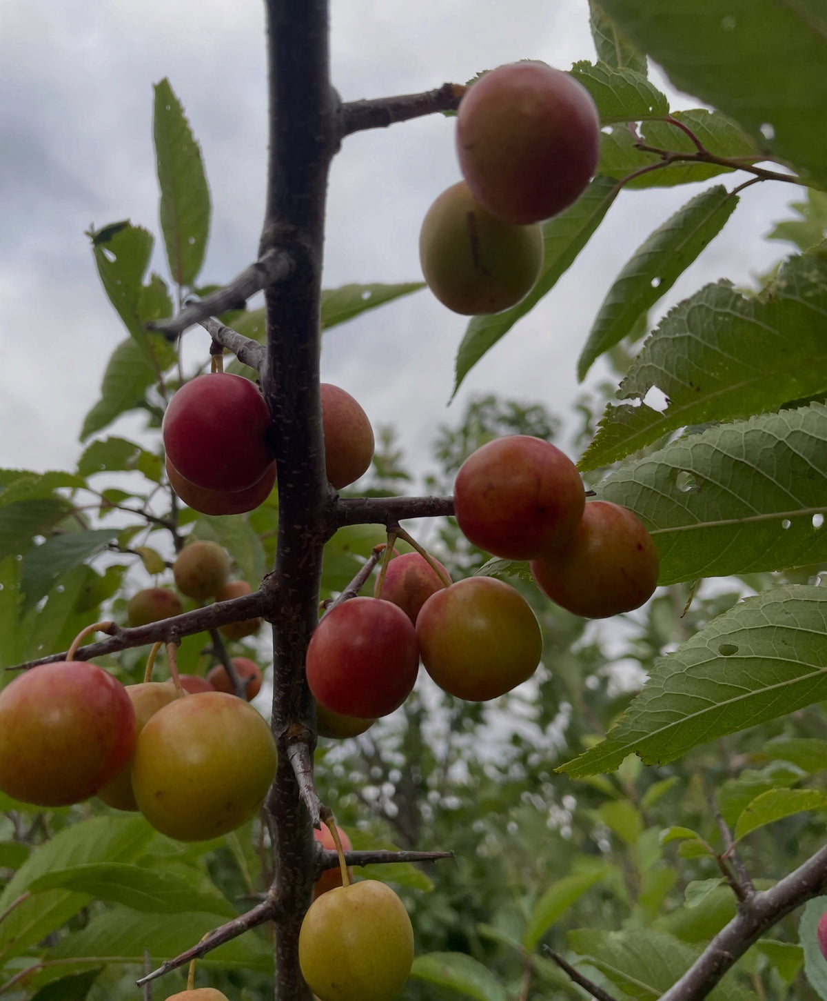 Ciruelas silvestres americanas rojas y amarillas madurando en una rama con hojas