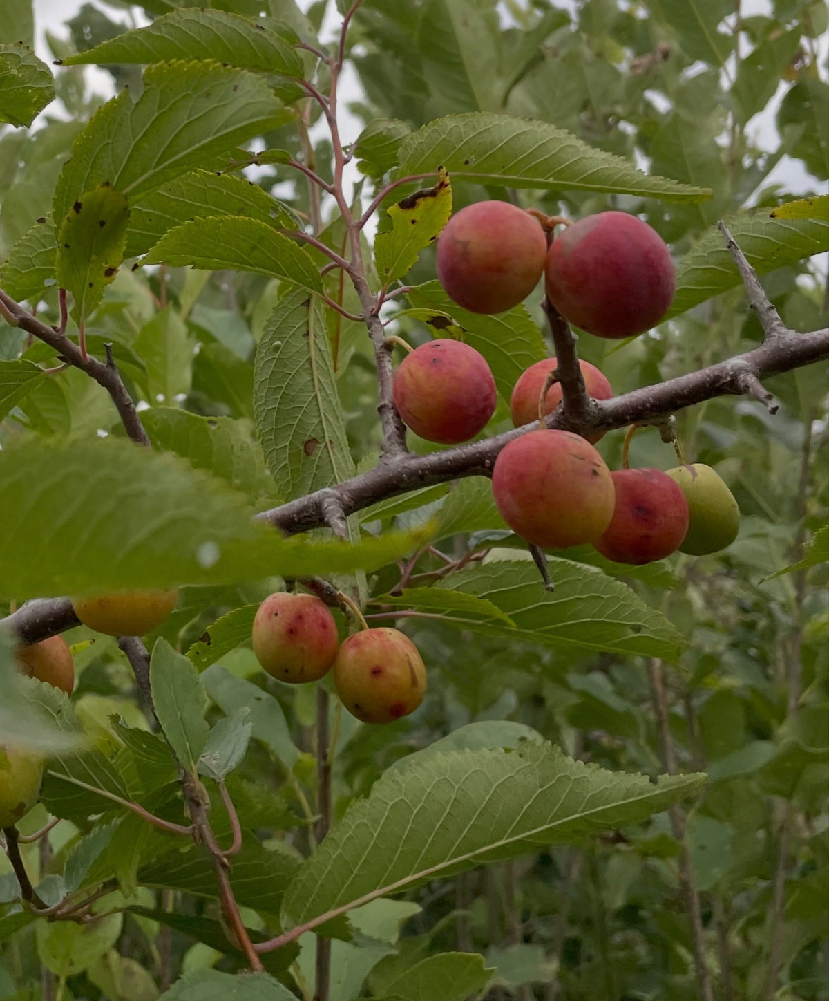 Ciruelas silvestres tardías en una rama injertada entre hojas verdes