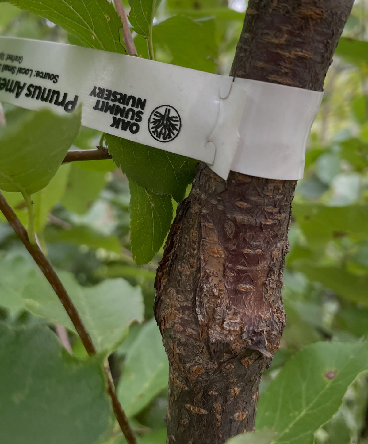 Unión cicatrizada de un injerto de ciruelo silvestre sobre cerezo de Virginia, con etiqueta del vivero