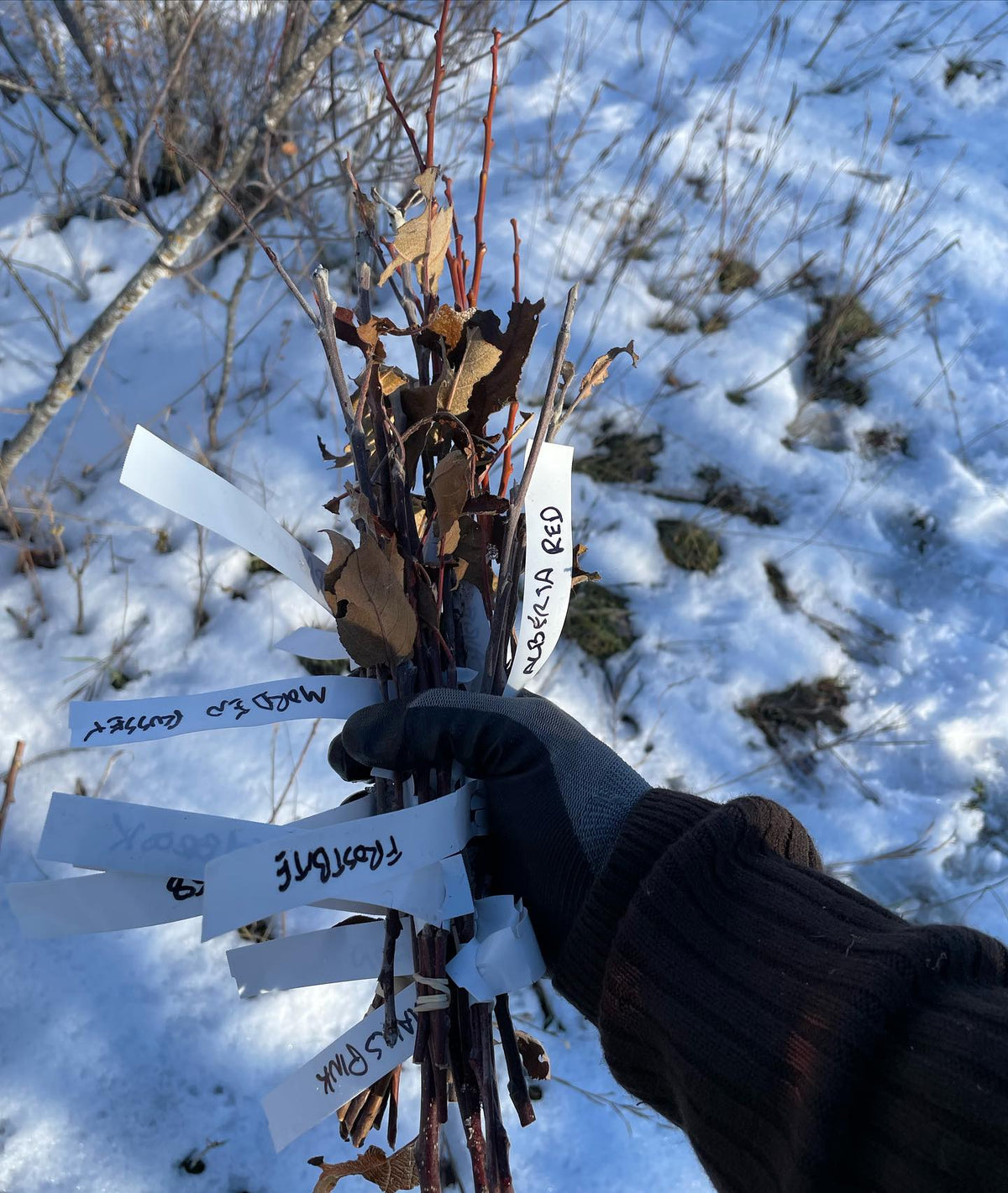 Récolte d’un peu de bois de greffe aujourd’hui, image 1 sur 2