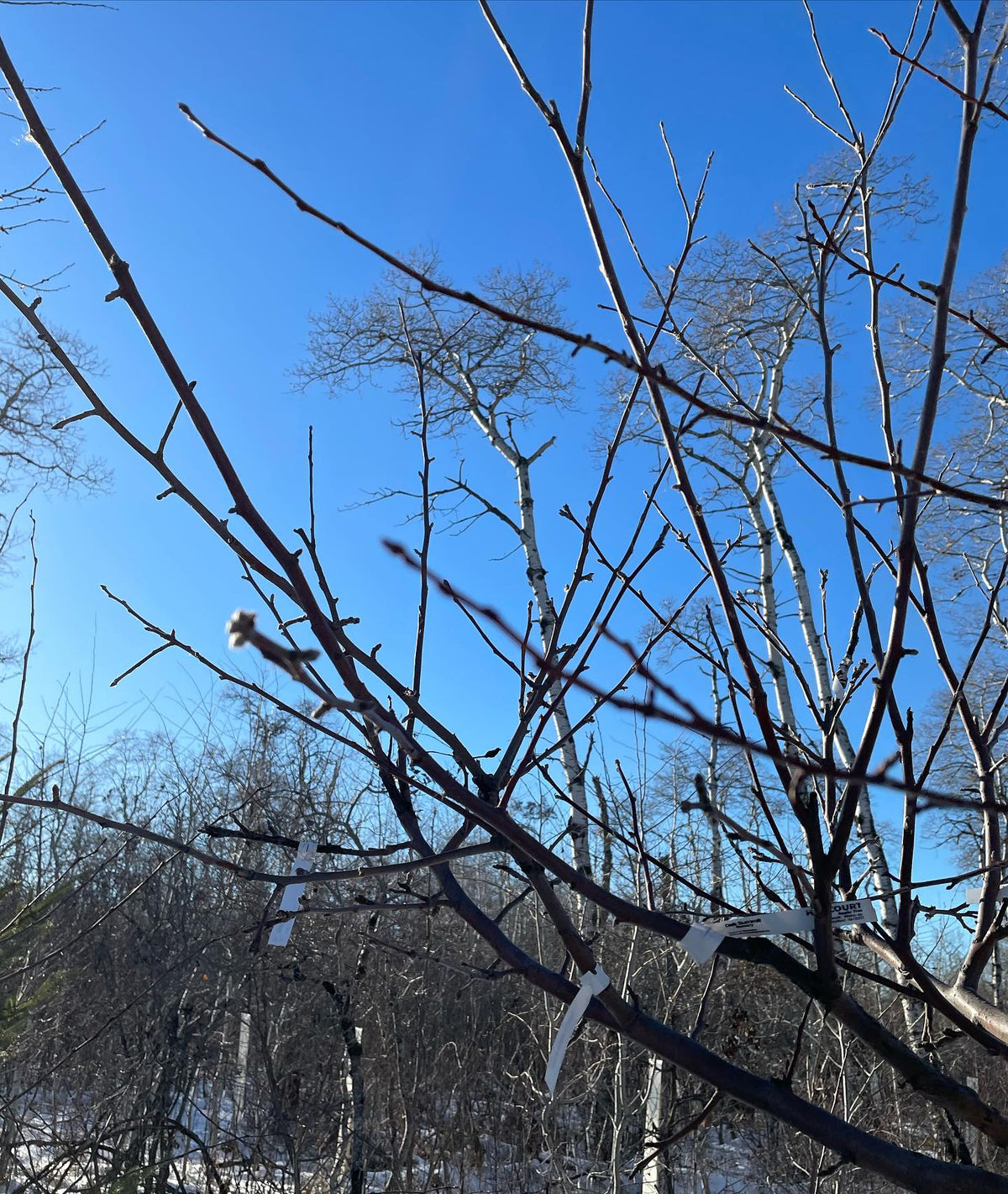 Récolte d’un peu de bois de greffe aujourd’hui, image 2 sur 2