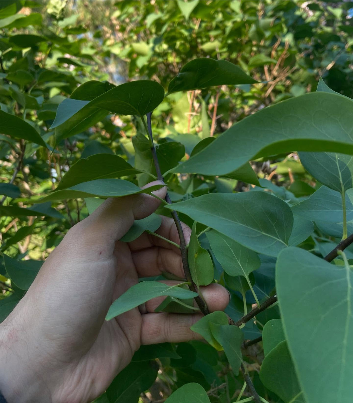 Lila común morada; los brotes están en el punto adecuado de desarrollo para obtener esquejes de madera blanda