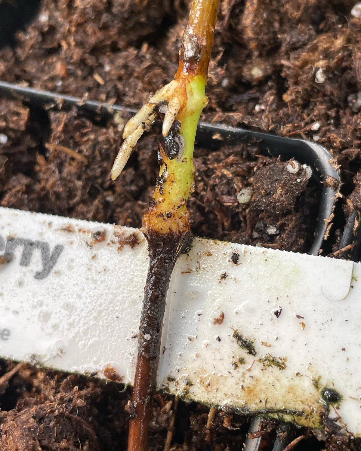 Compartimentation dans une bouture de cerisier Evans provenant d’un plateau trop humide; elle se trouvait sous une buse, image 1 sur 7