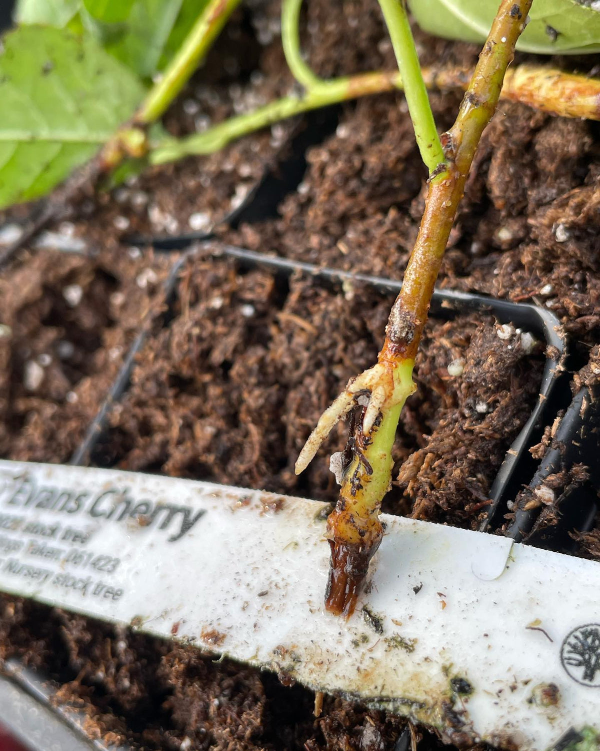 Compartimentation dans une bouture de cerisier Evans provenant d’un plateau trop humide; elle se trouvait sous une buse, image 2 sur 7