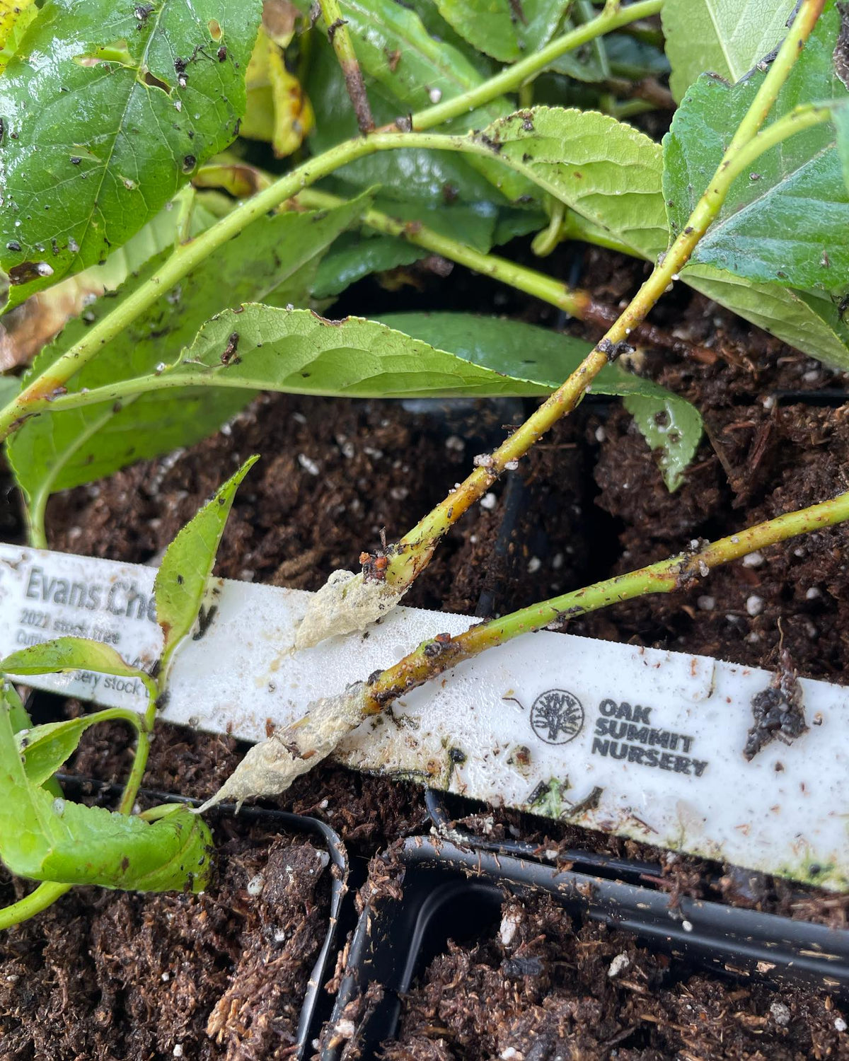 Compartimentation dans une bouture de cerisier Evans provenant d’un plateau trop humide; elle se trouvait sous une buse, image 3 sur 7