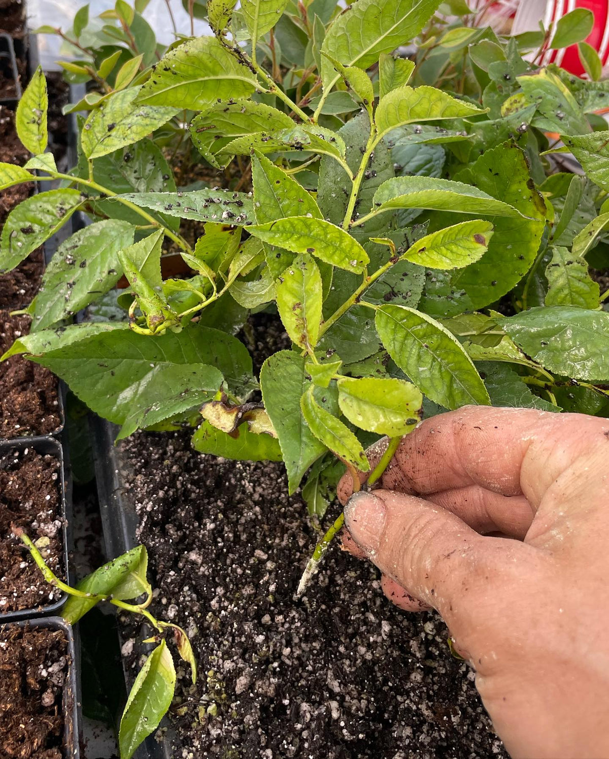 Compartimentation dans une bouture de cerisier Evans provenant d’un plateau trop humide; elle se trouvait sous une buse, image 4 sur 7
