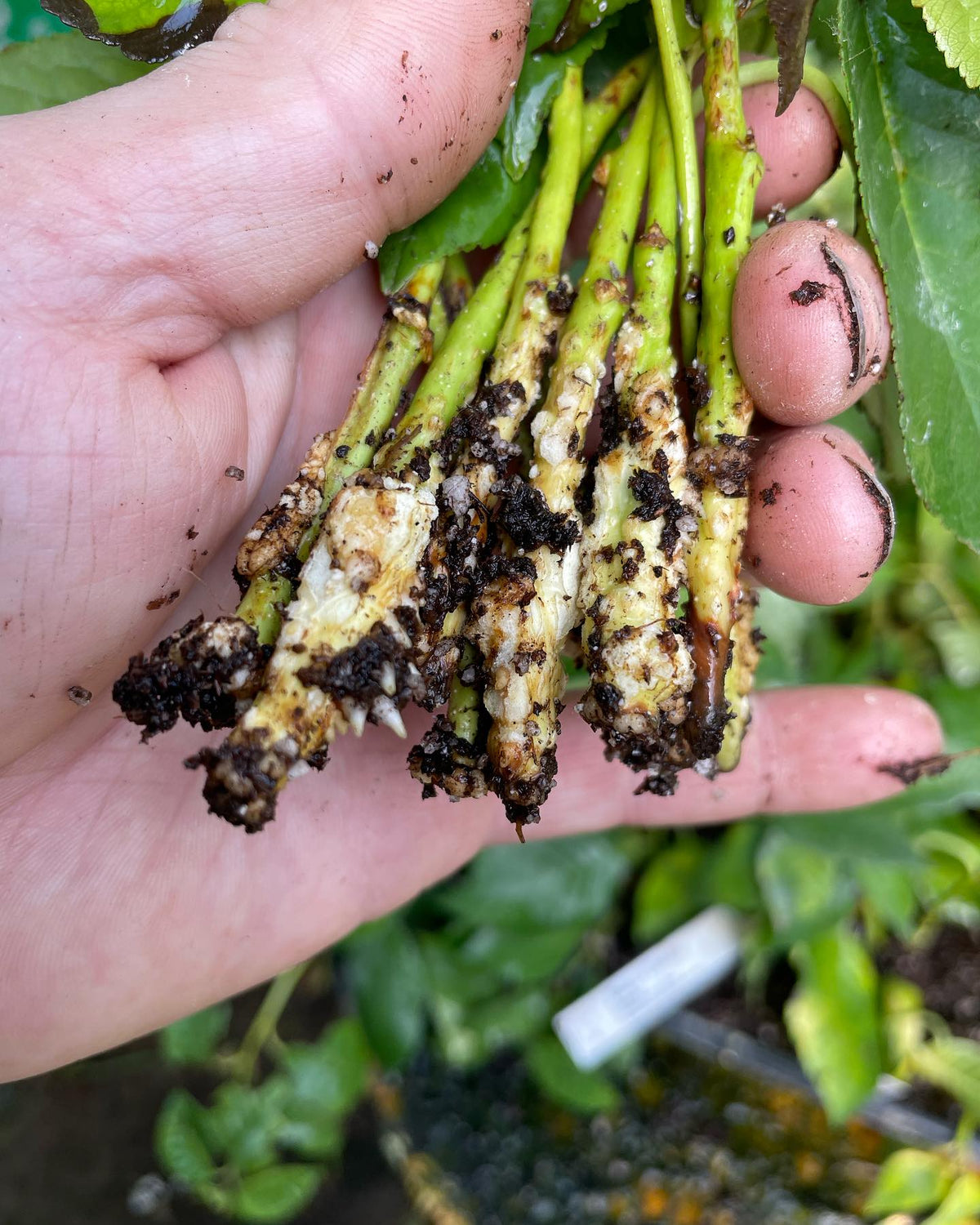 Compartimentation dans une bouture de cerisier Evans provenant d’un plateau trop humide; elle se trouvait sous une buse, image 5 sur 7