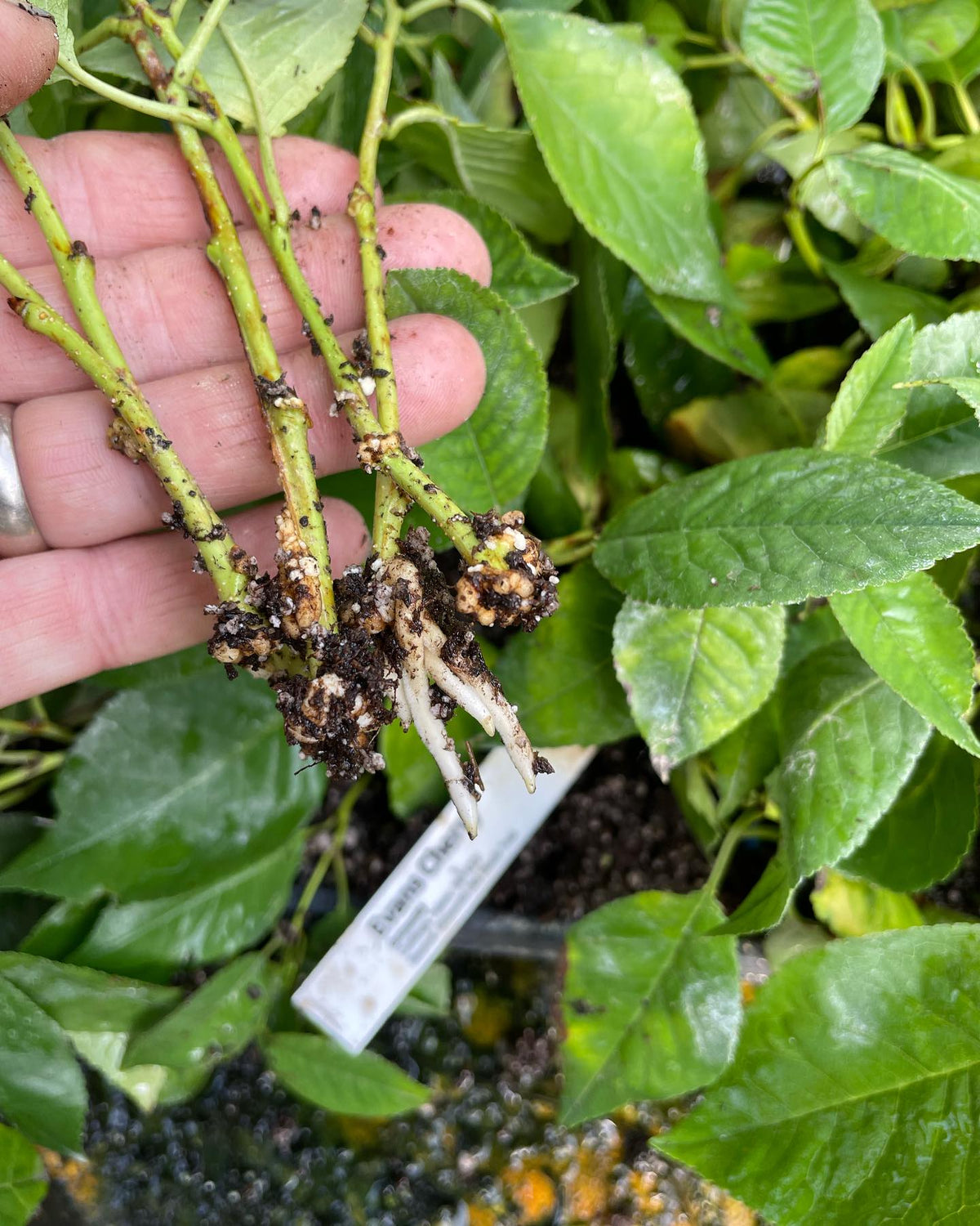 Compartimentation dans une bouture de cerisier Evans provenant d’un plateau trop humide; elle se trouvait sous une buse, image 6 sur 7