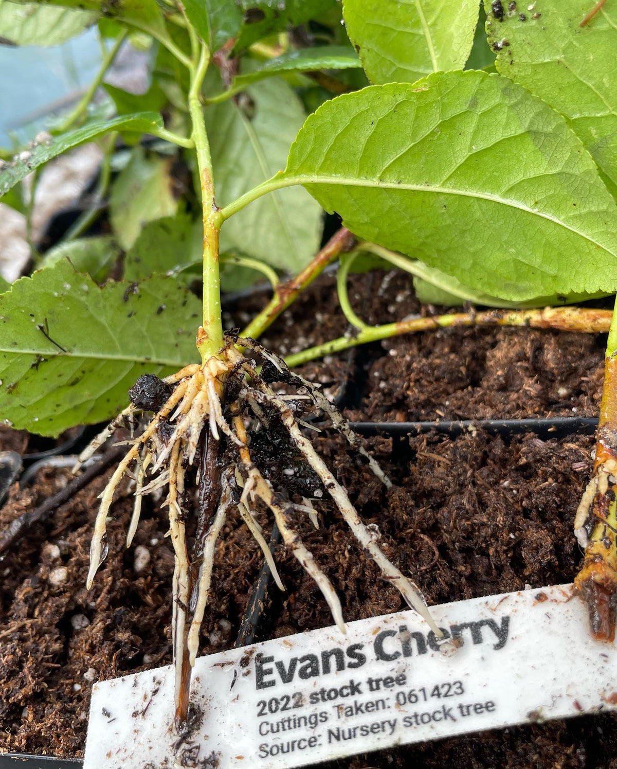 Compartimentation dans une bouture de cerisier Evans provenant d’un plateau trop humide; elle se trouvait sous une buse, image 7 sur 7