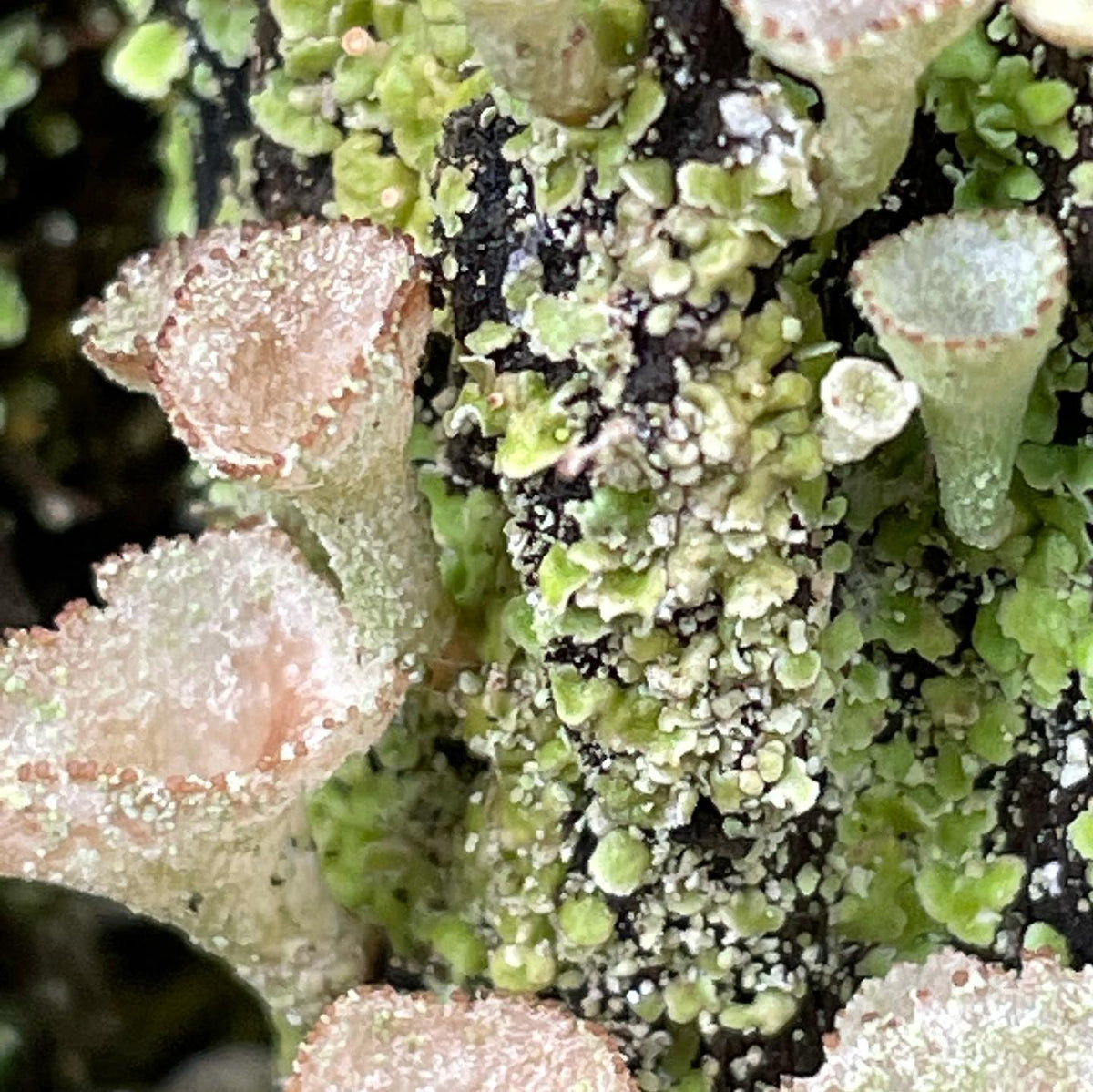 Un tocón interesante cubierto de líquenes Cladonia chlorophaea, pequeños organismos con forma de copa. #cladonia #lichen #lichens, imagen 2 de 2