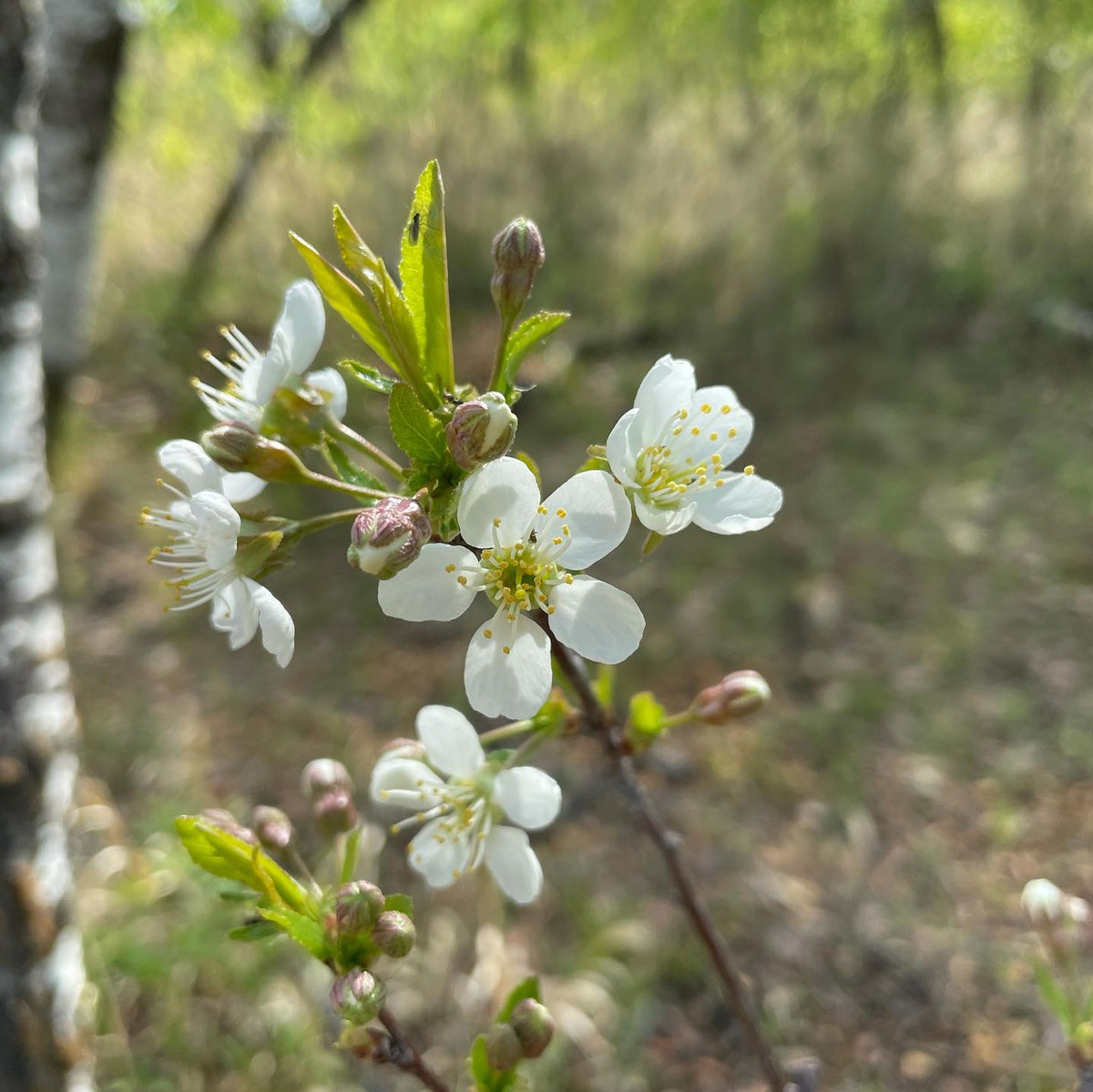 Fleurs du cerisier Cupid, image 1 sur 2