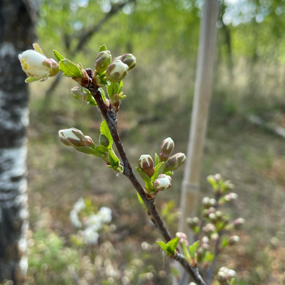 Fleurs du cerisier Cupid, image 2 sur 2