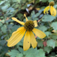Cutleaf Coneflower Seeds
