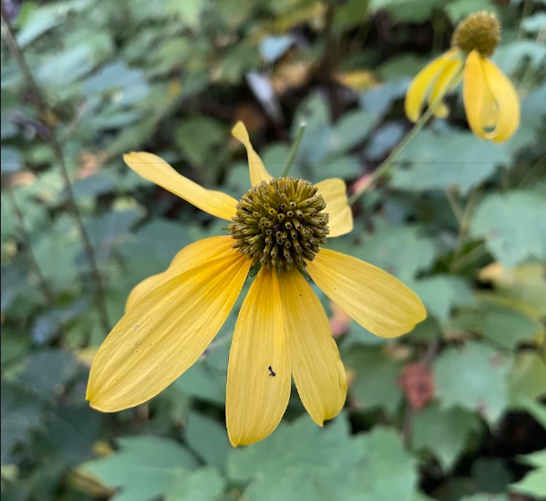 Cutleaf Coneflower Seeds