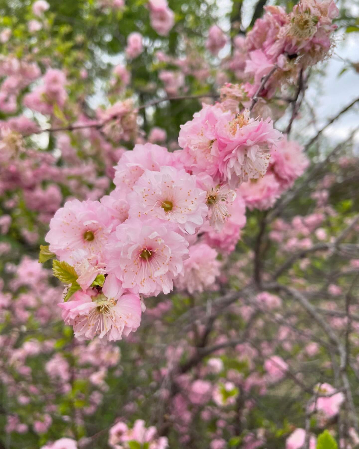 Prunier à fleurs doubles, Prunus x blireiana, un intéressant hybride avec l’abricotier du Japon, image 1 sur 4