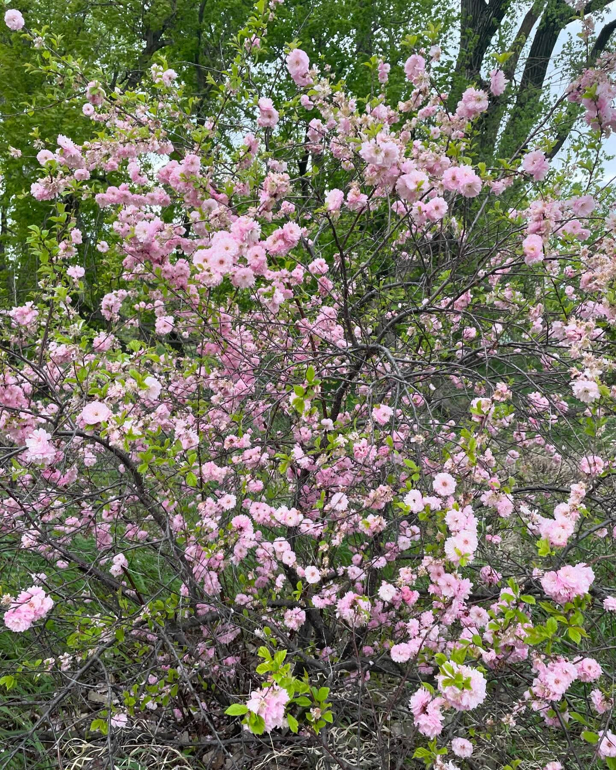 Prunier à fleurs doubles, Prunus x blireiana, un intéressant hybride avec l’abricotier du Japon, image 2 sur 4
