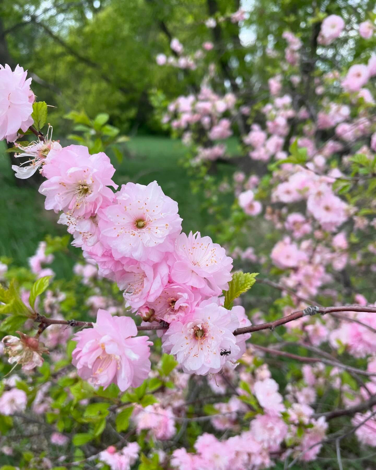 Prunier à fleurs doubles, Prunus x blireiana, un intéressant hybride avec l’abricotier du Japon, image 3 sur 4