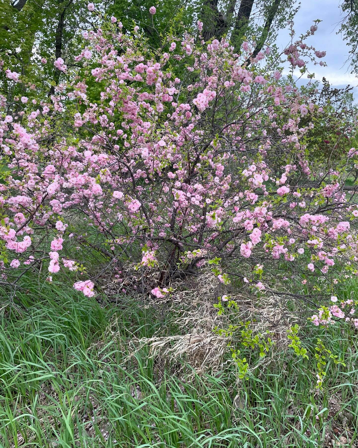Prunier à fleurs doubles, Prunus x blireiana, un intéressant hybride avec l’abricotier du Japon, image 4 sur 4