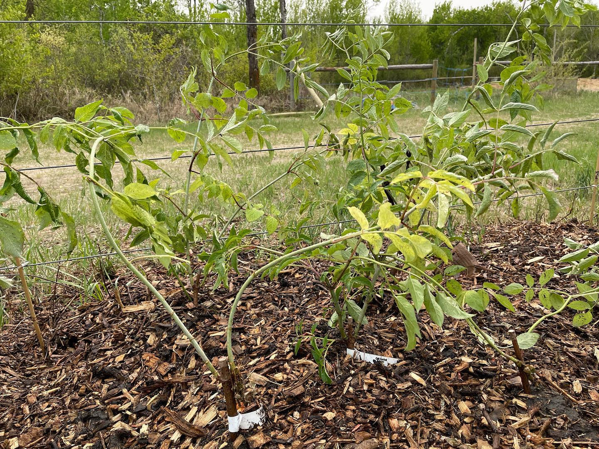 Sureau issu de boutures de bois dur après 12 semaines, image 1 sur 4