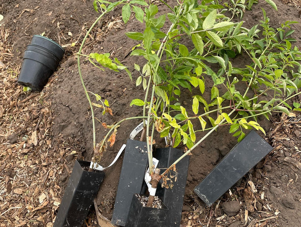Sureau issu de boutures de bois dur après 12 semaines, image 3 sur 4