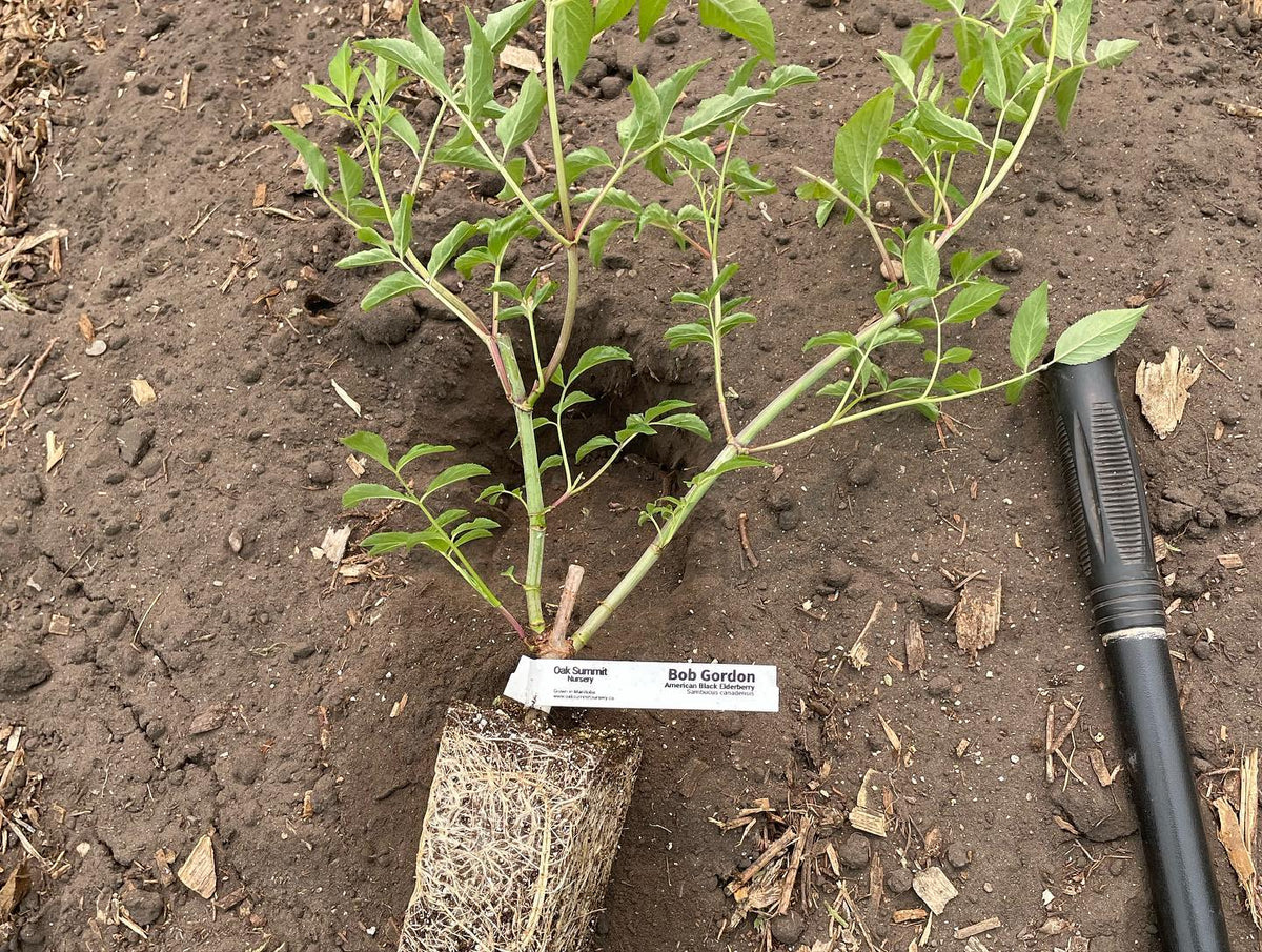 Sureau issu de boutures de bois dur après 12 semaines, image 4 sur 4