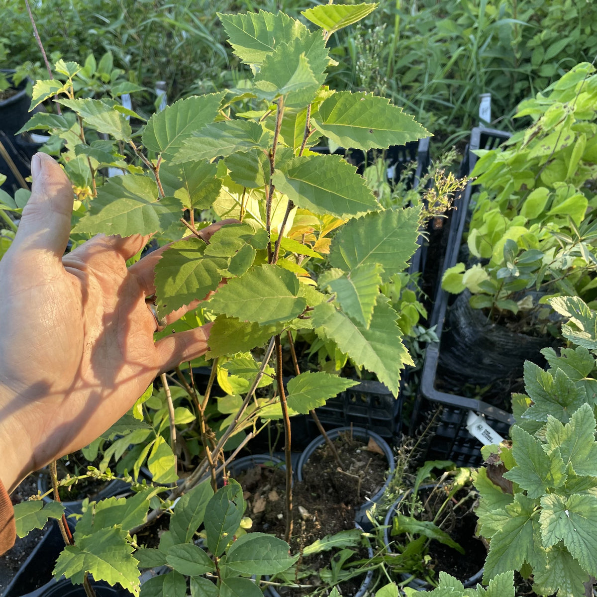 Paper Birch at Oak Summit Nursery, fall 2026