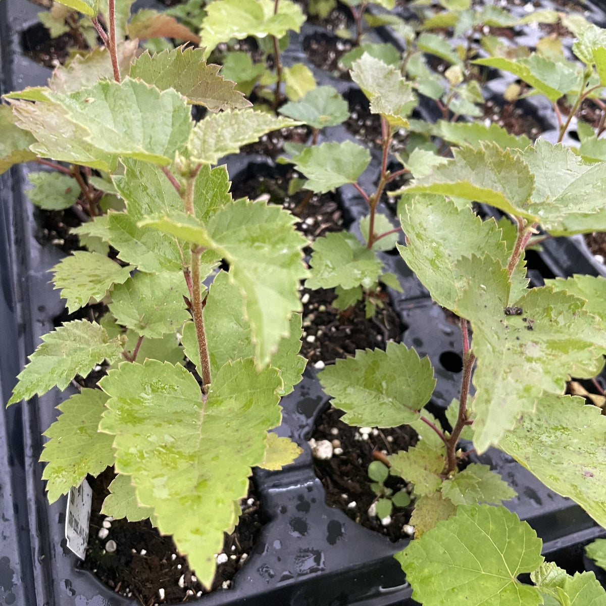 Paper Birch at Oak Summit Nursery, fall 2026