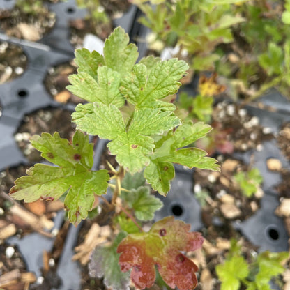 Pixwell gooseberry plants at Oak Summit Nursery.