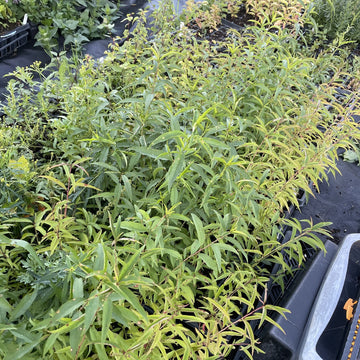 Siberian C Peach at Oak Summit Nursery, fall 2026