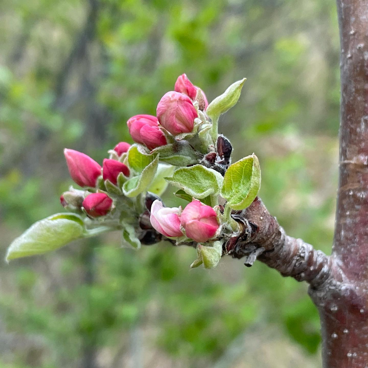 fall red apple in blossom #fruittreenursery #backyardorchard #appleblossom #applenursery #blossom, image 1 of 2