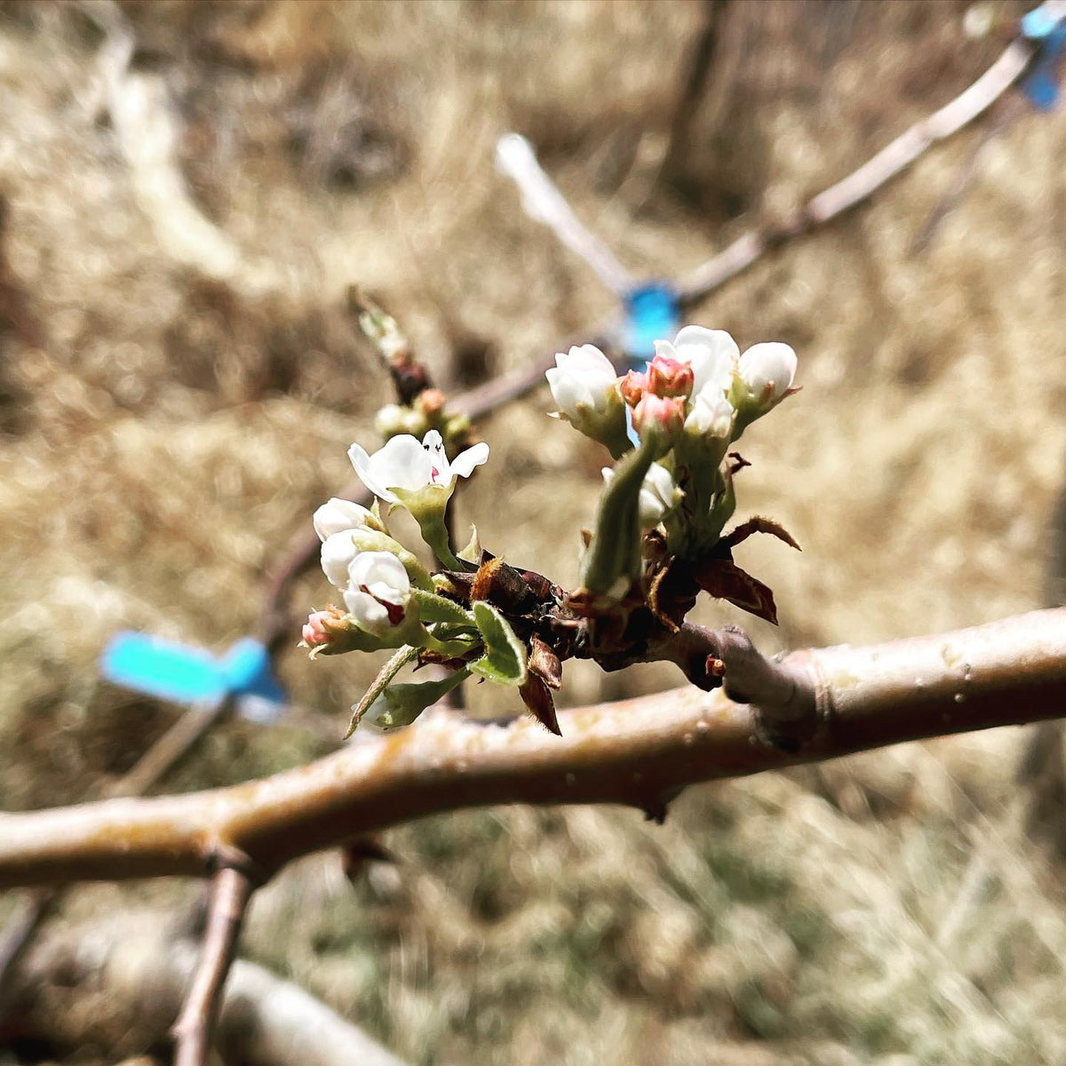 Las primeras #peartree #blossoms del año han aparecido en el huerto del vivero #blossom