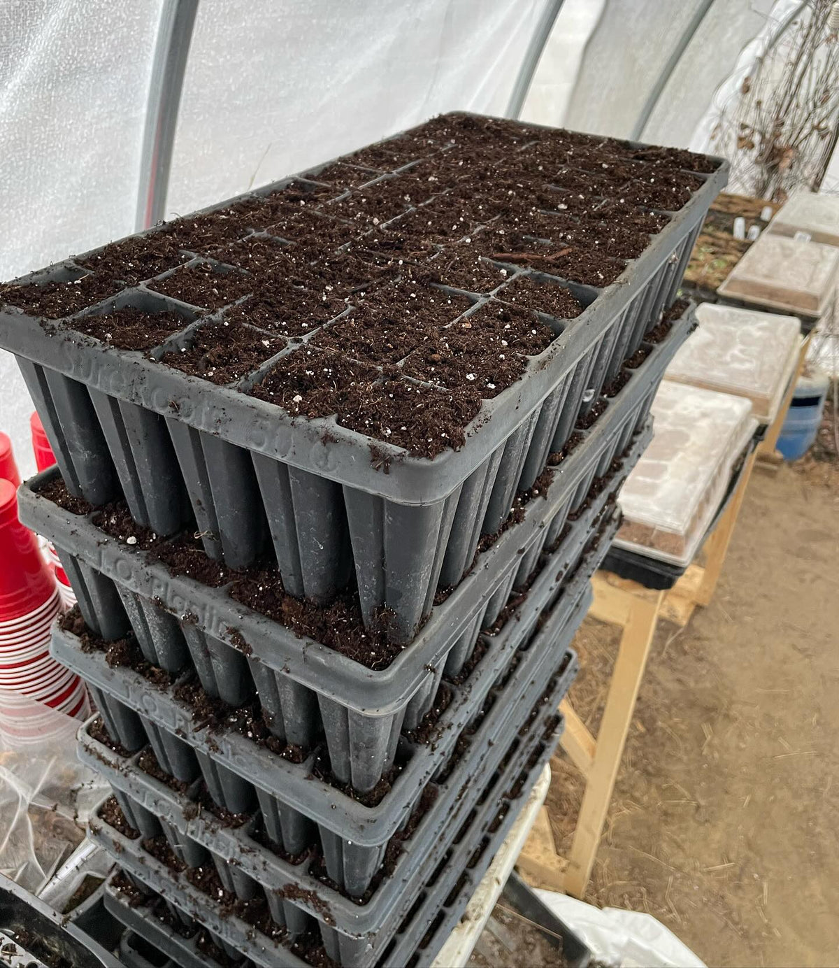 Primera tanda llena; creo que plantaré un poco de todo en estas para tener variedad