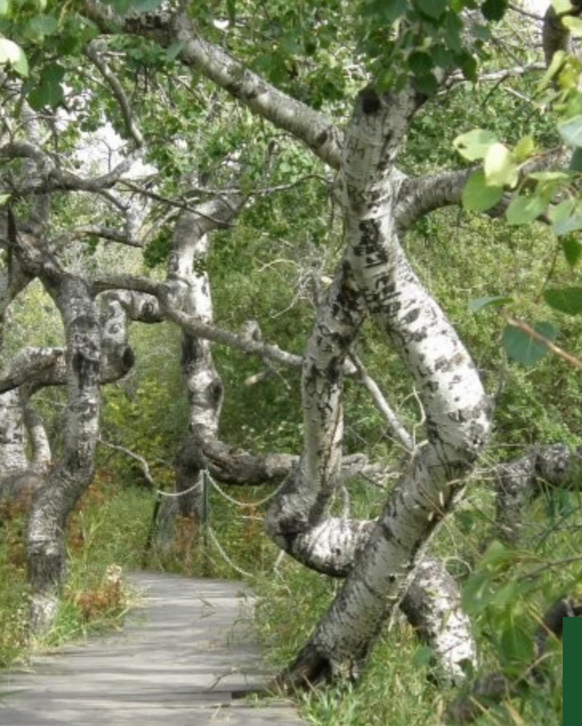Découverte de cette attraction touristique intéressante : des trembles aux formes inhabituellement contournées, image 3 sur 3