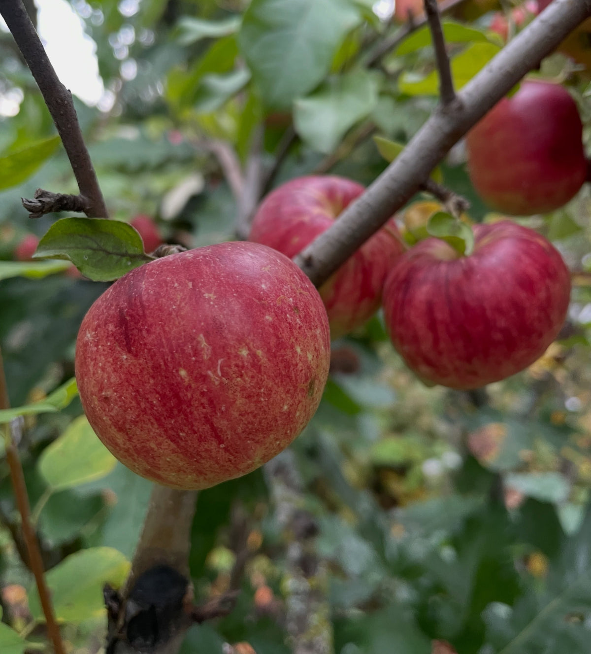 La manzana Frostbite madura sobre un portainjerto de amelanchier, fotografía 1 de 3