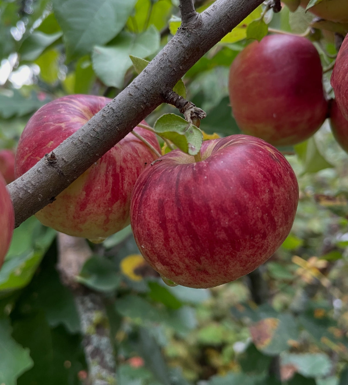 La manzana Frostbite madura sobre un portainjerto de amelanchier, fotografía 2 de 3