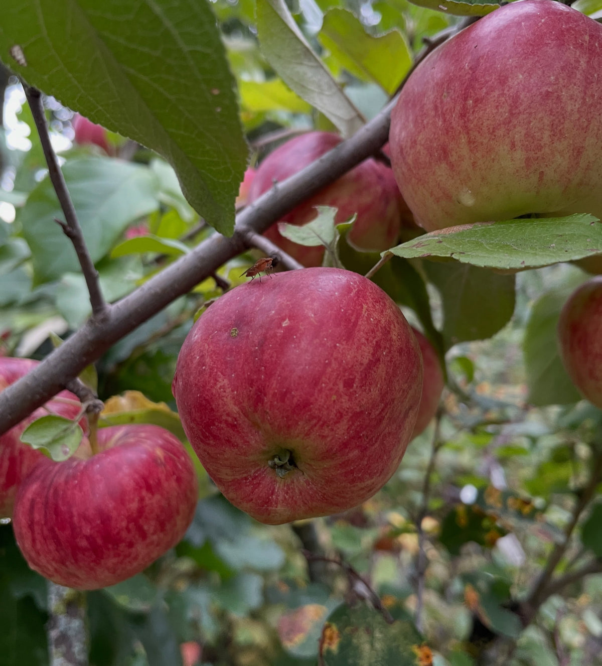 La manzana Frostbite madura sobre un portainjerto de amelanchier, fotografía 3 de 3
