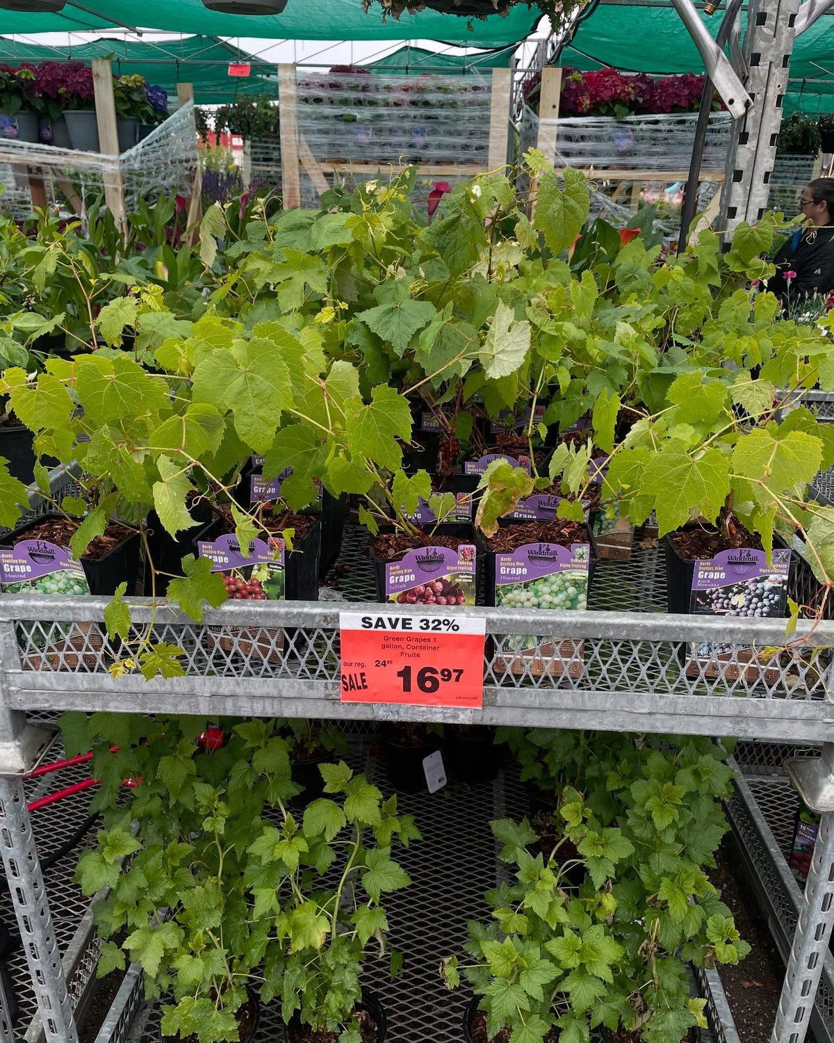 Sección de jardinería de una gran superficie en la zona 3: todas las vides a la venta en el expositor son de zonas 5-6, imagen 1 de 4