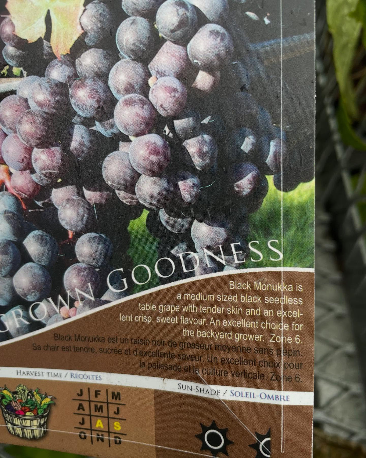 Sección de jardinería de una gran superficie en la zona 3: todas las vides a la venta en el expositor son de zonas 5-6, imagen 2 de 4