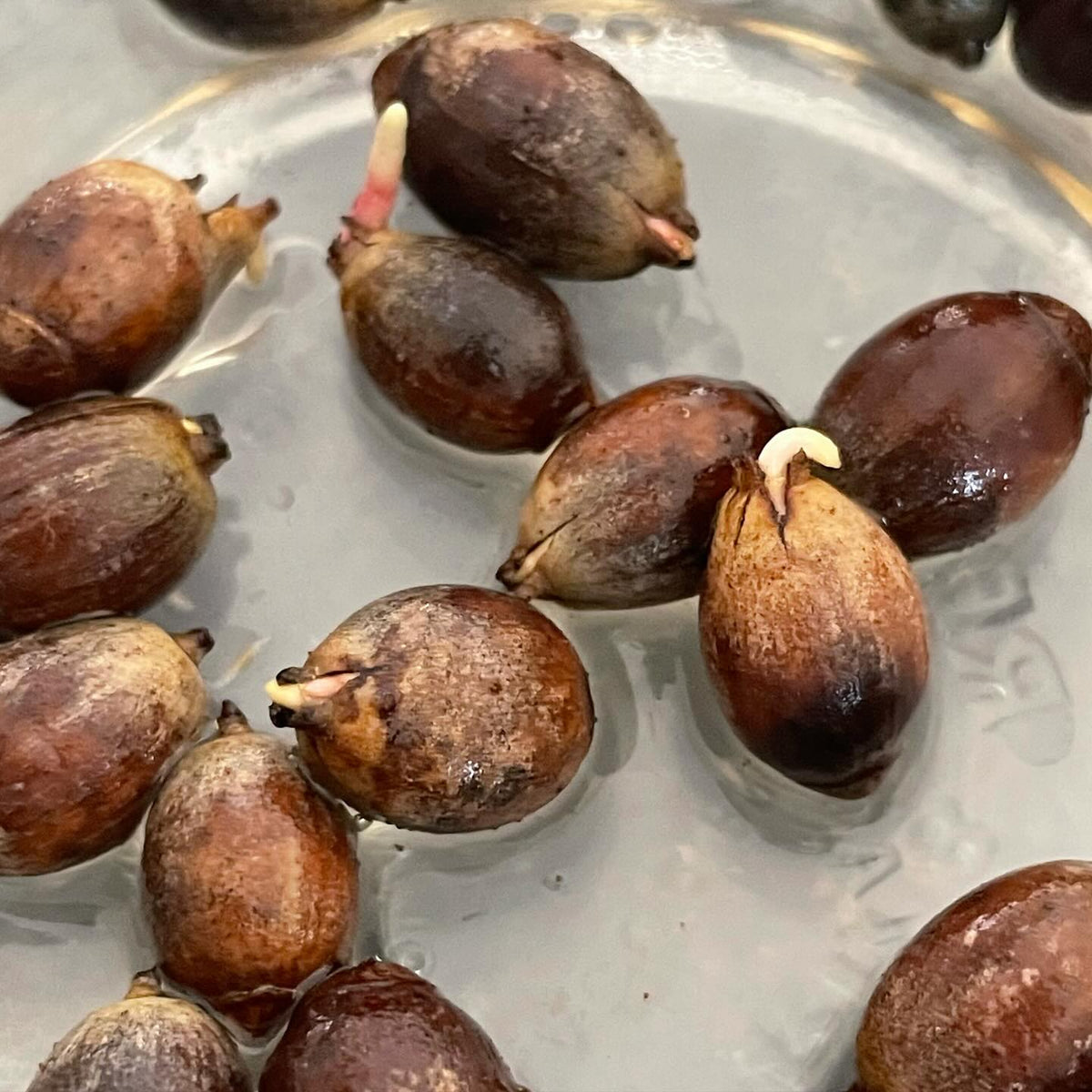 Prueba de germinación de nuestras bellotas de roble bur tras 3 meses en frío; a los diez días, las radículas están empezando