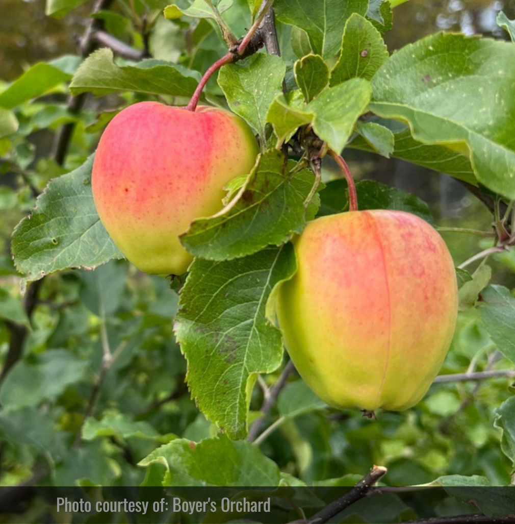 Ginger Gold Apple Tree