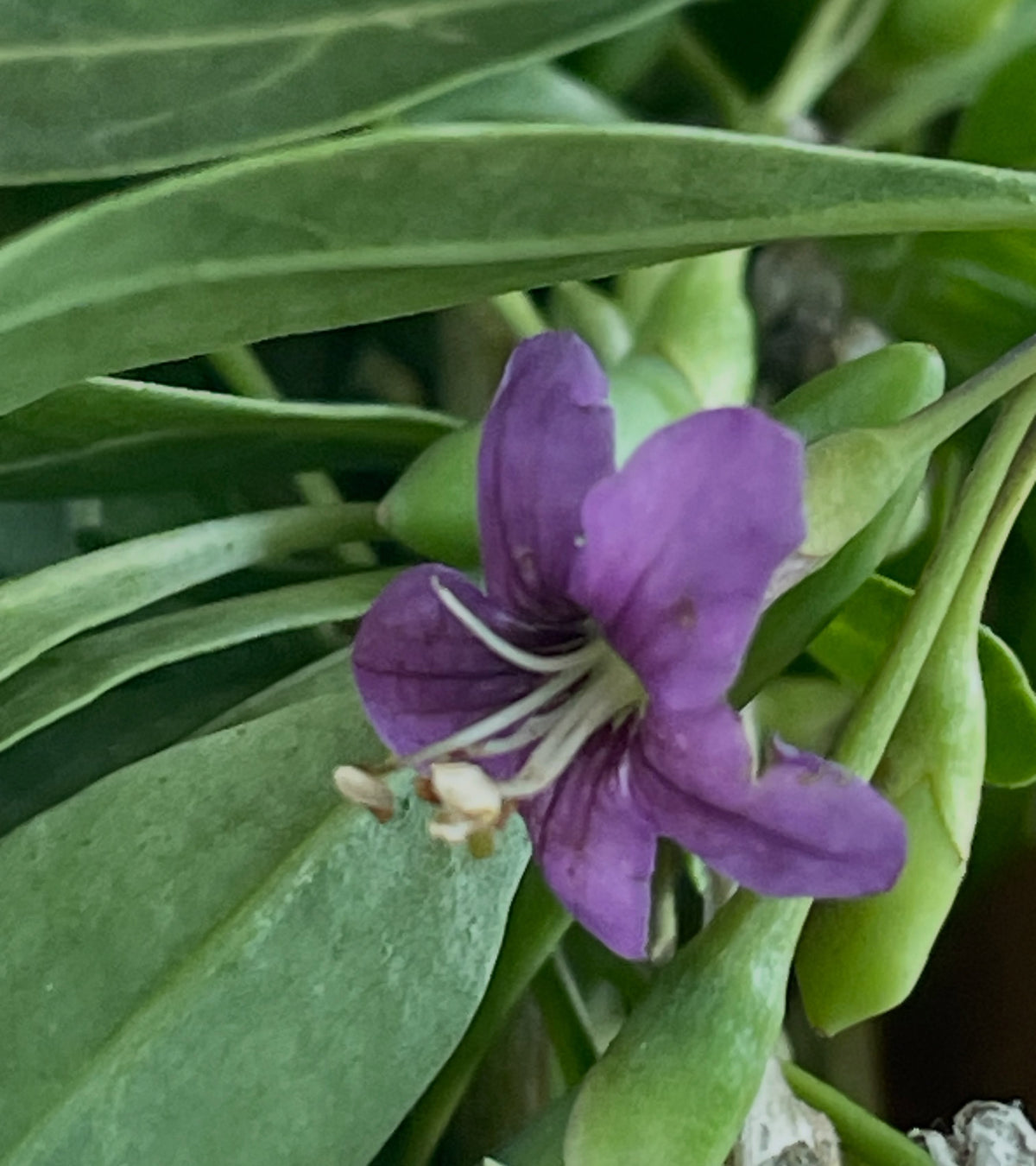 El goji tiene estas atractivas flores moradas todo el verano y un crecimiento continuo inusual durante toda la, imagen 1 de 5