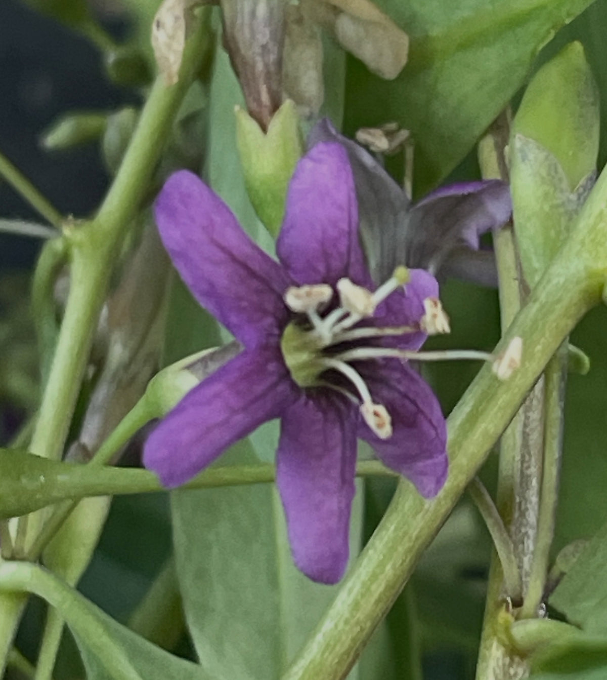 El goji tiene estas atractivas flores moradas todo el verano y un crecimiento continuo inusual durante toda la, imagen 2 de 5