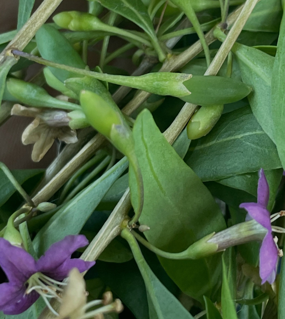 El goji tiene estas atractivas flores moradas todo el verano y un crecimiento continuo inusual durante toda la, imagen 4 de 5