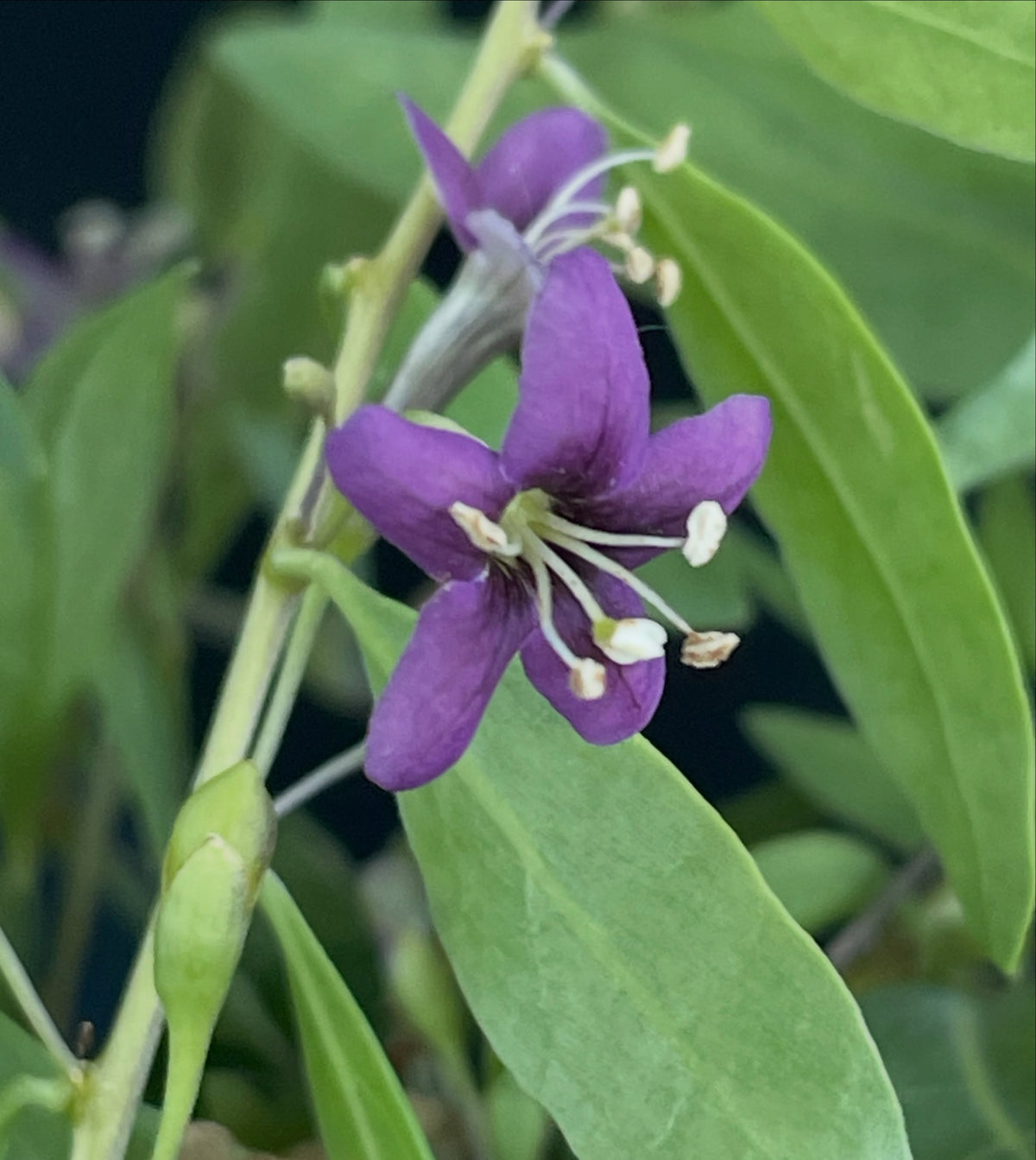 El goji tiene estas atractivas flores moradas todo el verano y un crecimiento continuo inusual durante toda la, imagen 5 de 5