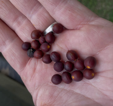 Hackberry fruit (Celtis occidentalis), shown as a species reference. Seed-grown trees may vary.