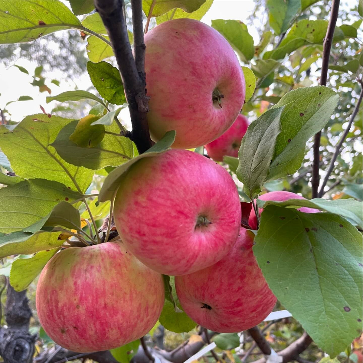 manzana hall’s pink; madura en octubre, que para nosotros es tarde, pero aquí ha resistido perfectamente el frío, imagen 1 de 3
