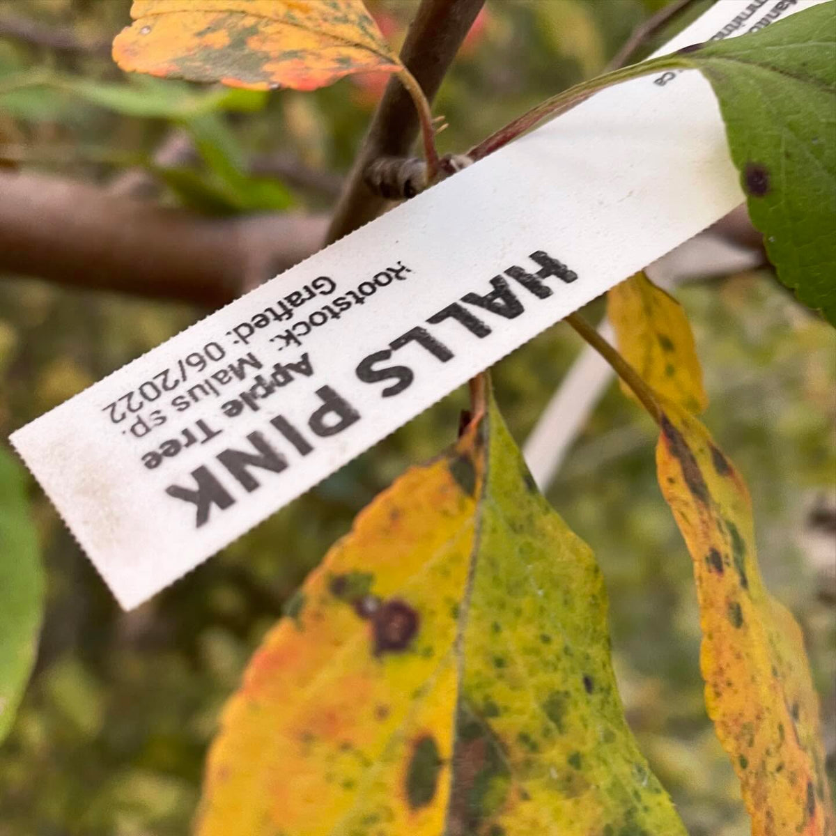manzana hall’s pink; madura en octubre, que para nosotros es tarde, pero aquí ha resistido perfectamente el frío, imagen 2 de 3
