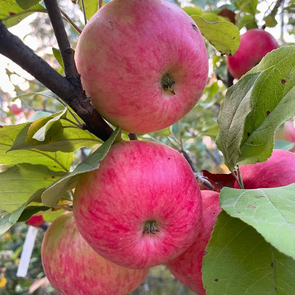 manzana hall’s pink; madura en octubre, que para nosotros es tarde, pero aquí ha resistido perfectamente el frío, imagen 3 de 3
