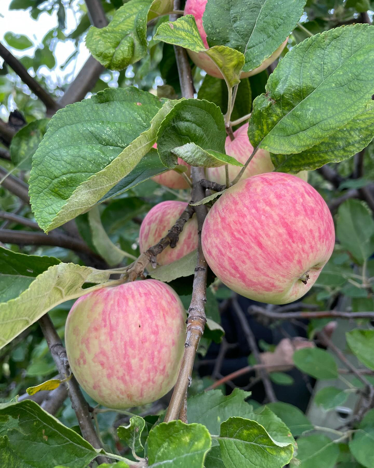 ayudando a cosechar un gran manzano goodland con voluntarios locales; recogimos una docena de cubos de cinco galones de manzanas para alimentos, imagen 2 de 4