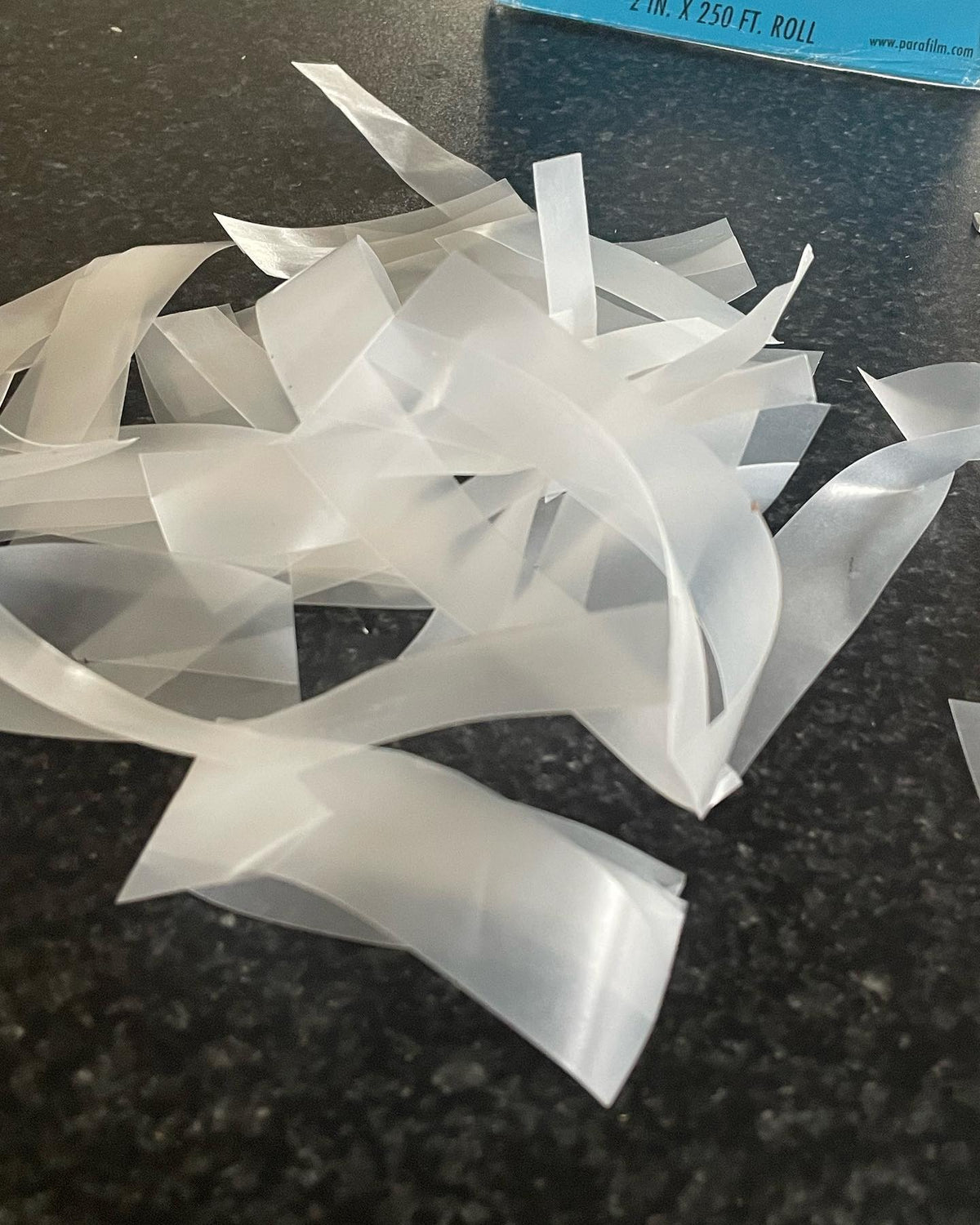 Voici comment je prépare les bandes de parafilm pour la greffe